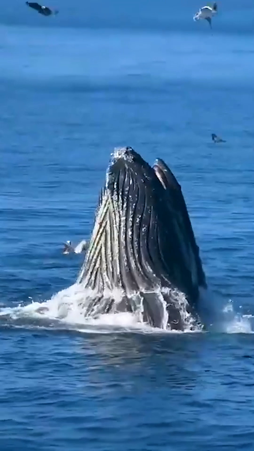 海洋鲸鱼#座头鲸鲸吞捕鱼瞬间