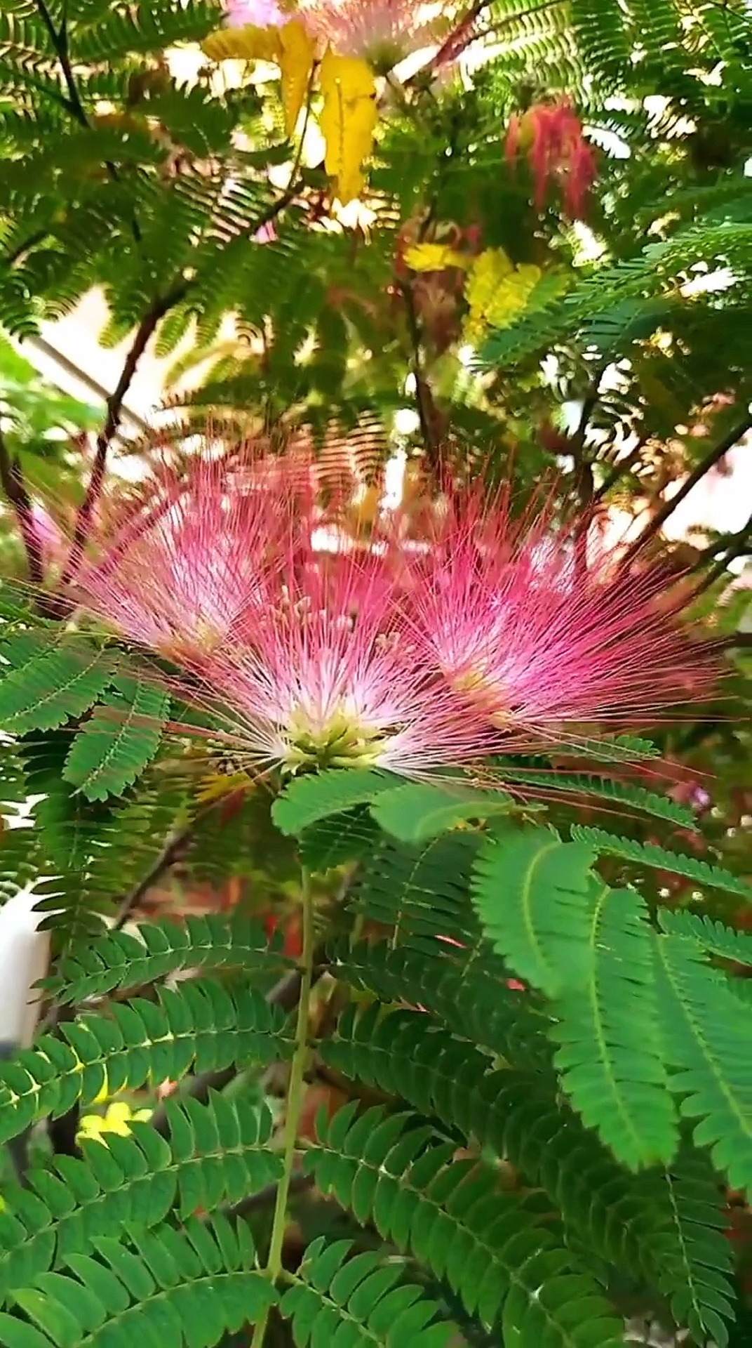 风景合欢树开花了