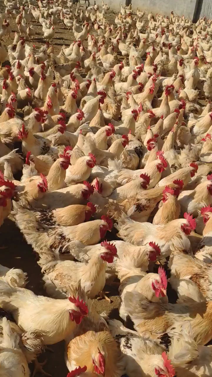 感受一下母鸡飞到万只鸡群是什么场面-度小视