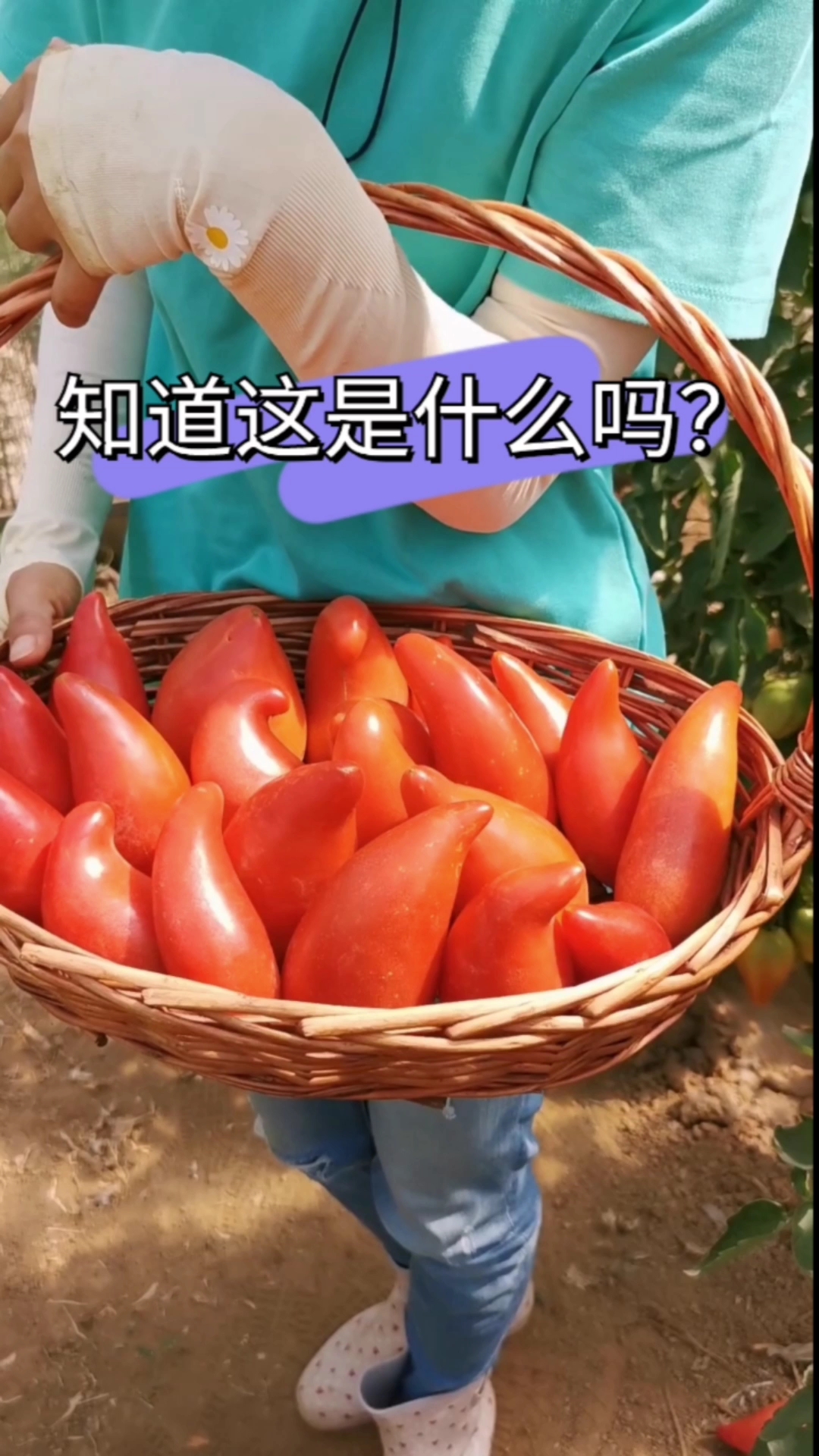 芒果蜜西红柿,皮薄肉厚,汁多味甜,特别适合生吃,比芒果都好吃,您种