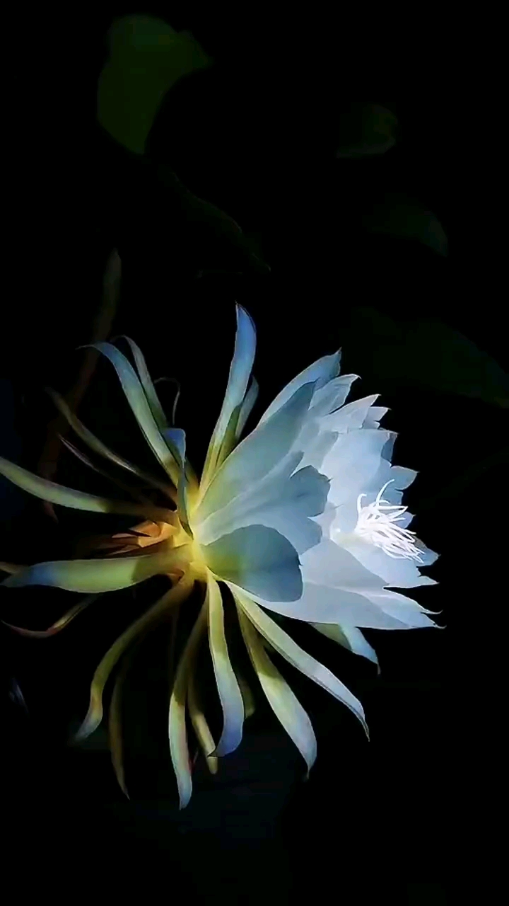 昙花#昙花,最有故事的花,寓意执着的追求,耗尽自己所有的心血,只为了
