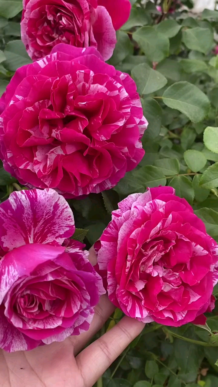 藤本月季伊雷沙斯特,多季循环开花