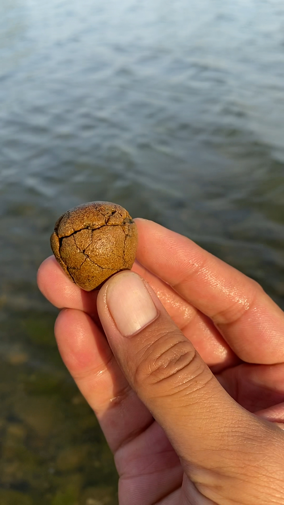 漂亮的石头#这个小石头这么坚强的,这么多裂了还是不破.