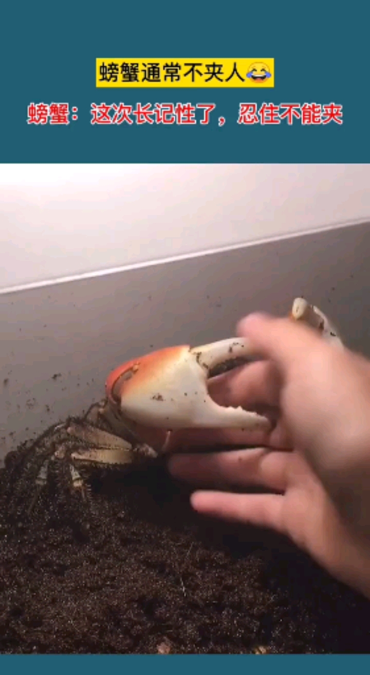 螃蟹通常不夹人螃蟹:这次长记性了,要忍住不能夹!-全民小视频