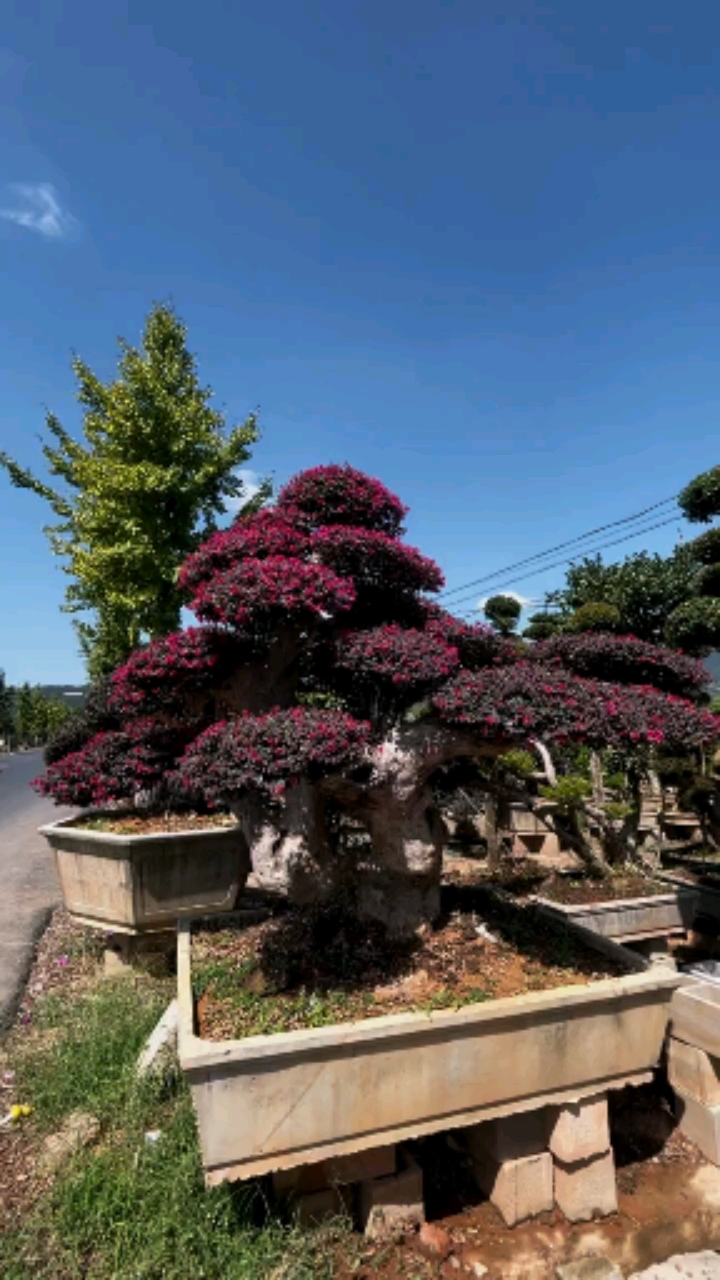 红花继木造型树,四季不落叶,适合庭院别墅农家小院栽植