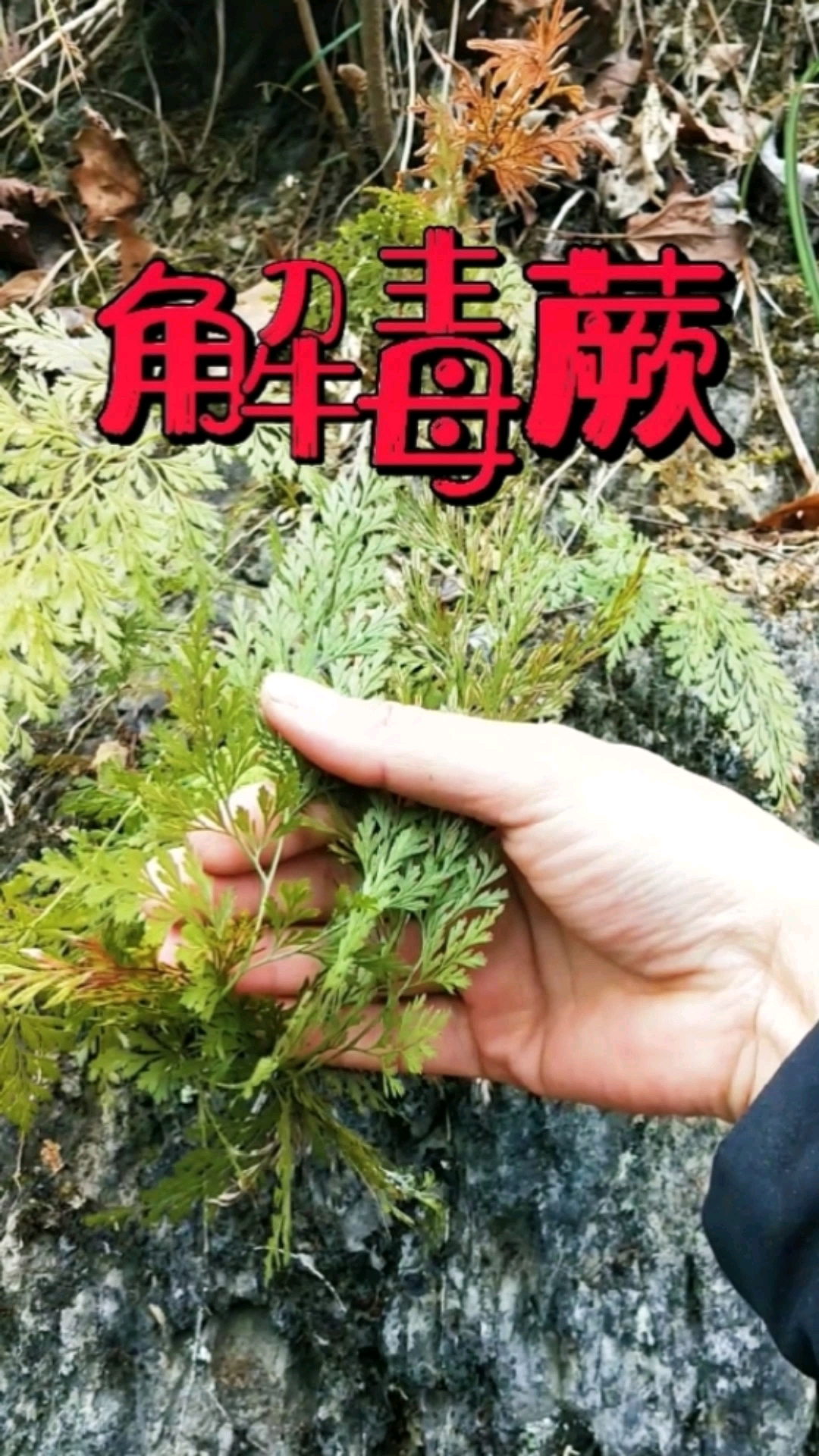 认识中草药野雉尾金粉蕨别名金粉蕨小叶野鸡尾乌蕨等名为金粉蕨属常绿