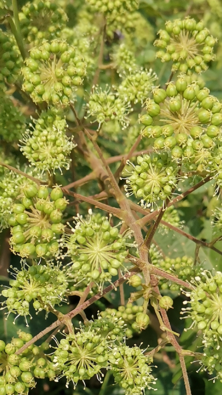 认识植物#这棵楤木有点怪,它周身上下不长刺,该