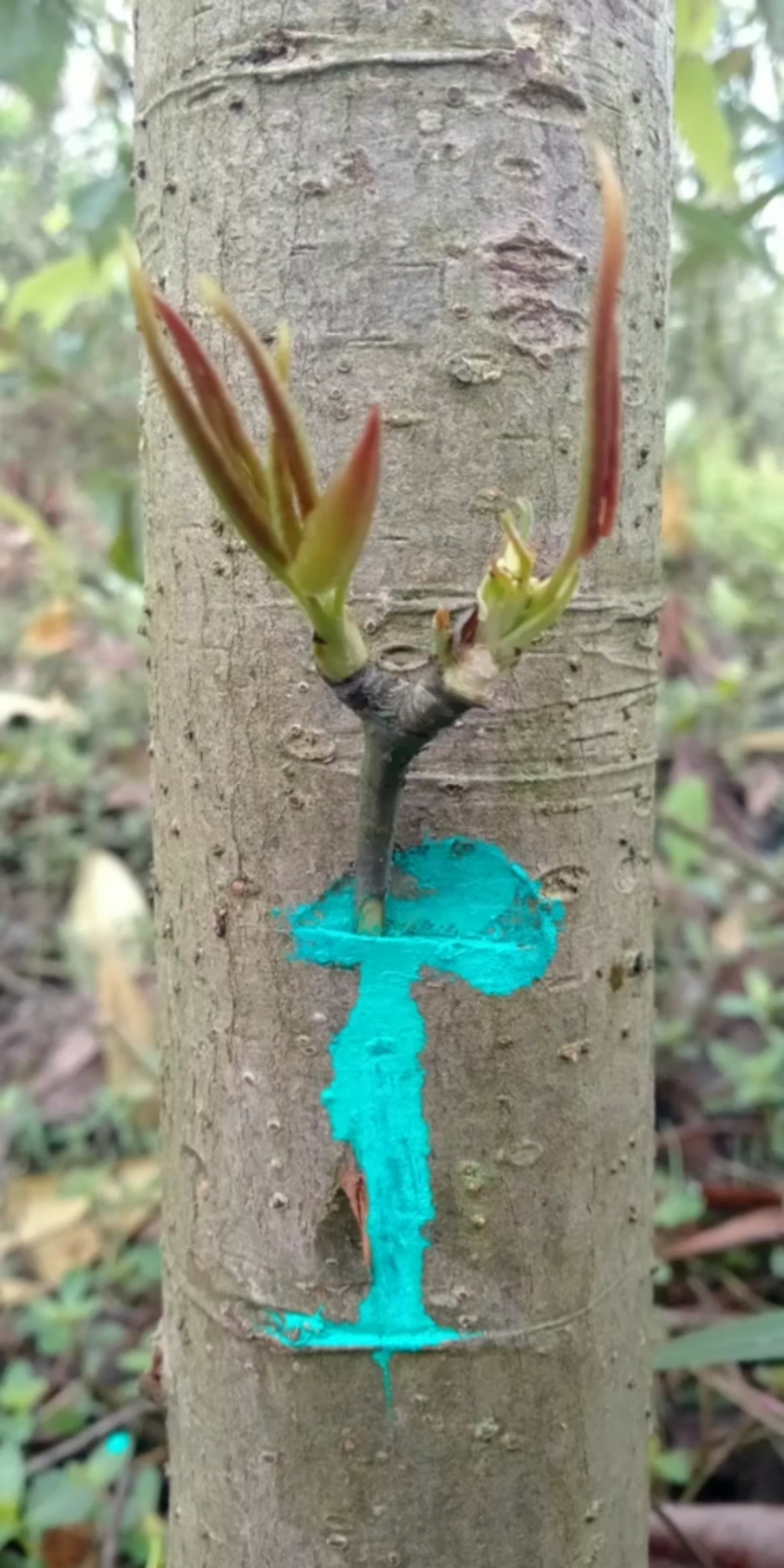 嫁接技术李子树嫁接技术分享成活率极高