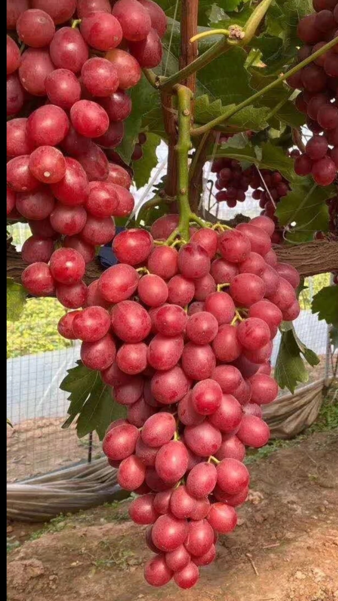 葡萄苗培育#中國紅玫瑰,自然無核,不用膨大處理,有玫瑰香味,豐產性好