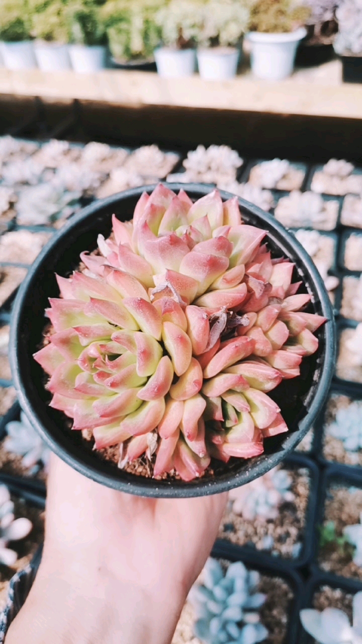 我的探店日记#弗洛瑞安娜美美哒!