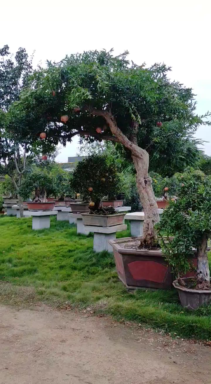 别墅设计#庭院造型石榴树,满树石榴粗壮有型