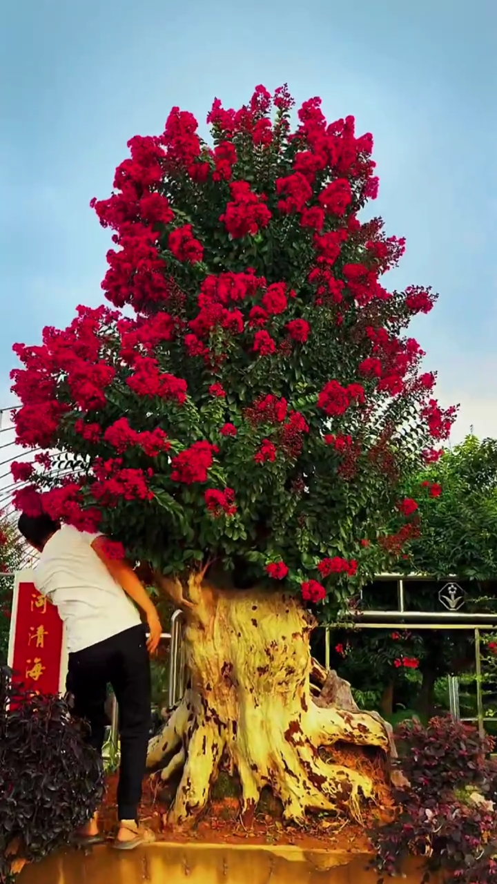 百年老桩紫薇红红火火耐寒耐旱南北方都可以栽植花期长达120天