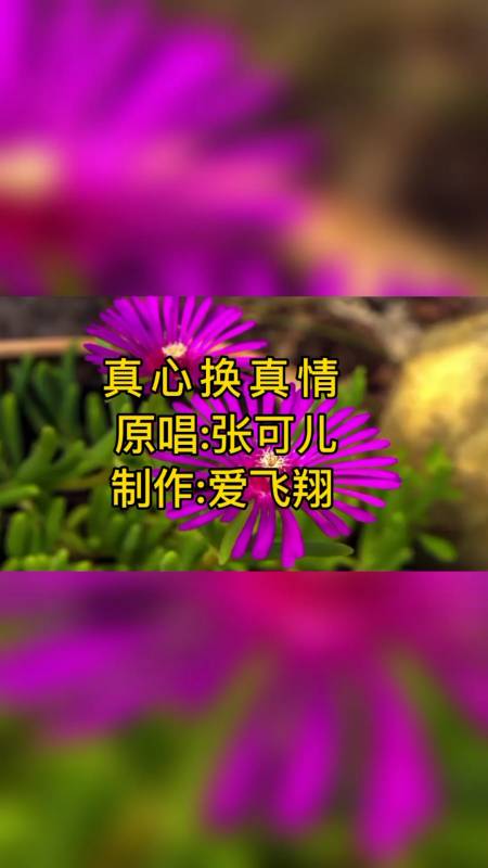 張可兒一首《真心換真情》經典老歌,好聽極了