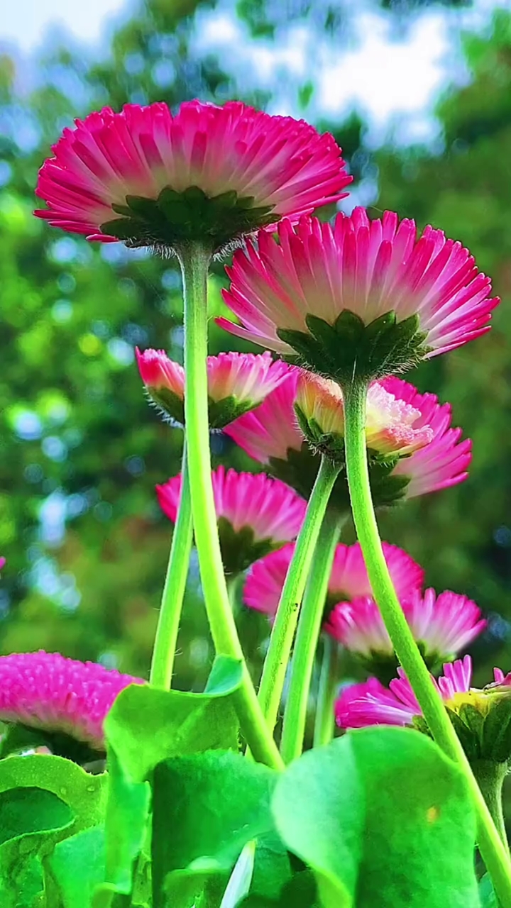 花开的季节#花香透过屏幕悠悠袭来,清晨多美好