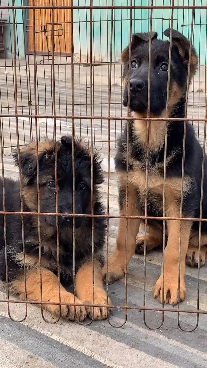 德国牧羊犬双血统赛系德国牧羊犬