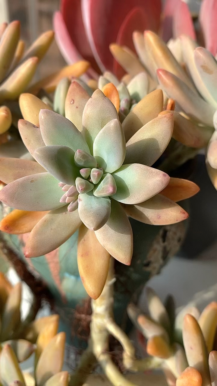 我的小花园#秋丽冬天的样子