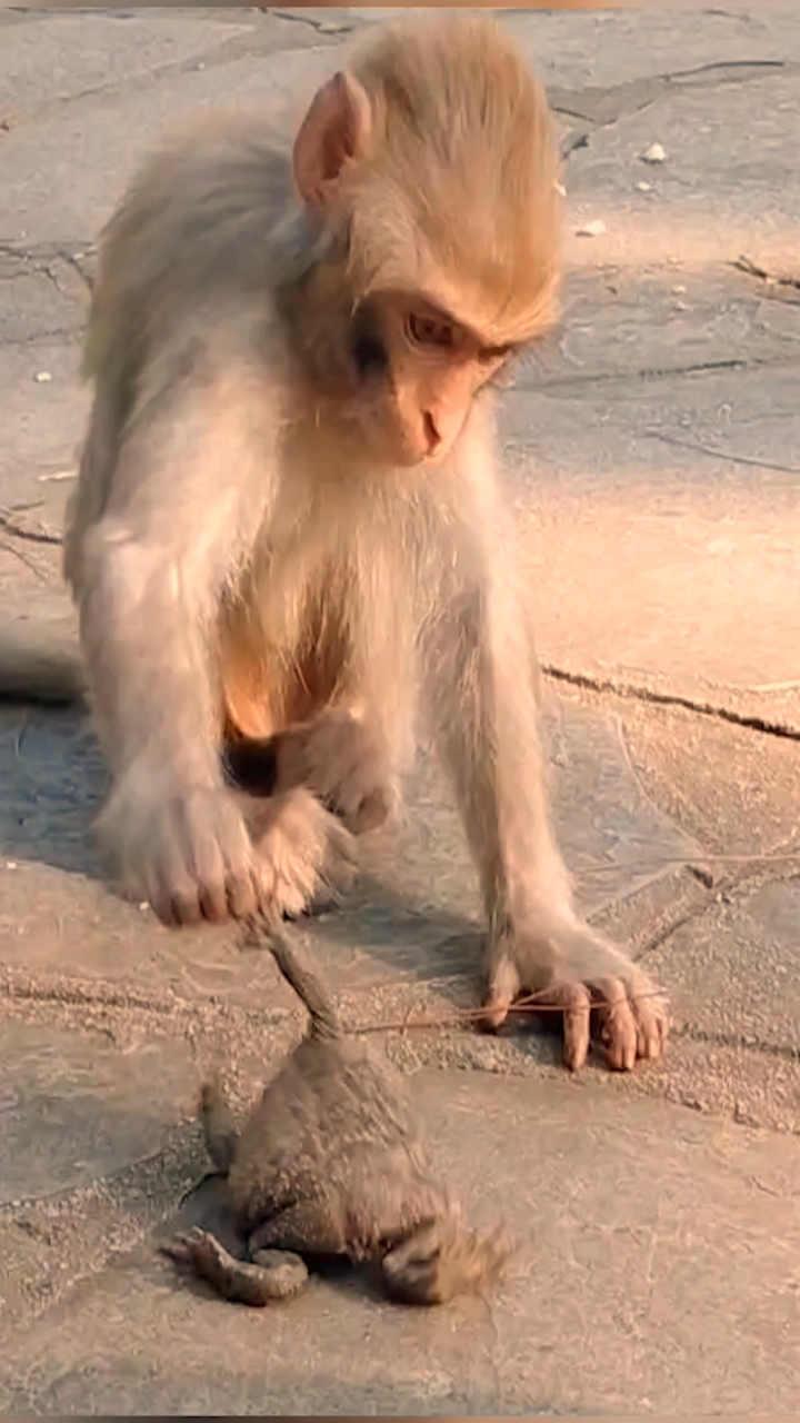 气的肚皮鼓鼓的