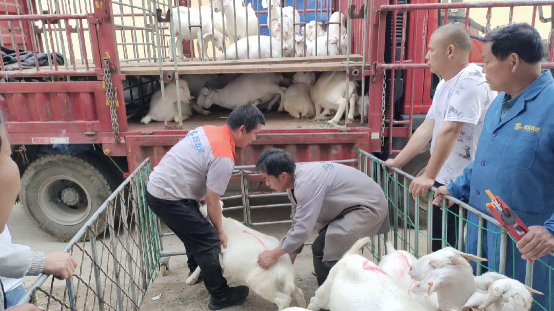 豫东白山羊发往四川达州50只合作共赢