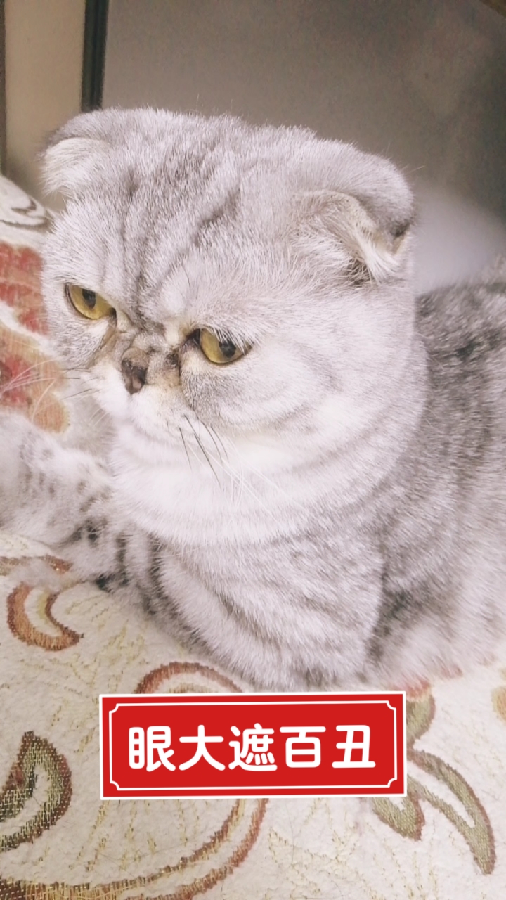 猫#肉肉塌鼻子没脖子有点丑,眼睛大能遮百丑吧.