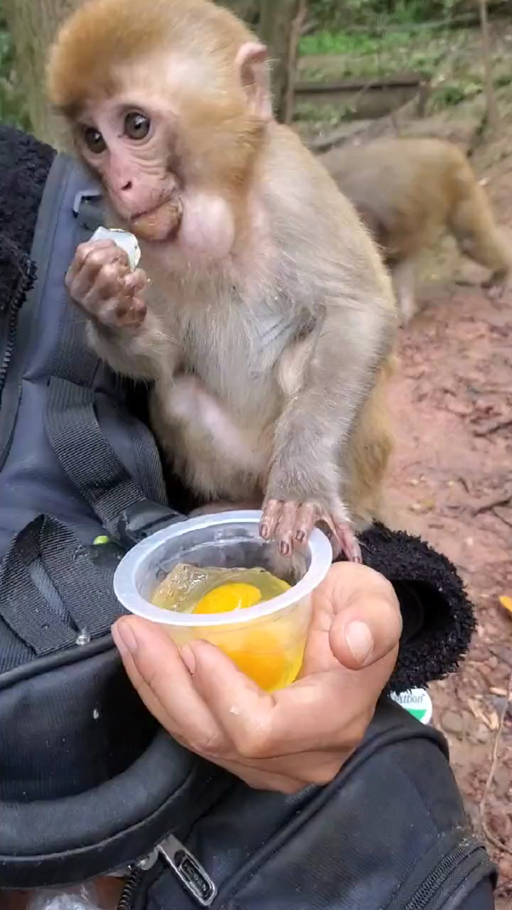 第一次吃果冻的小猴子,看得出来很开心