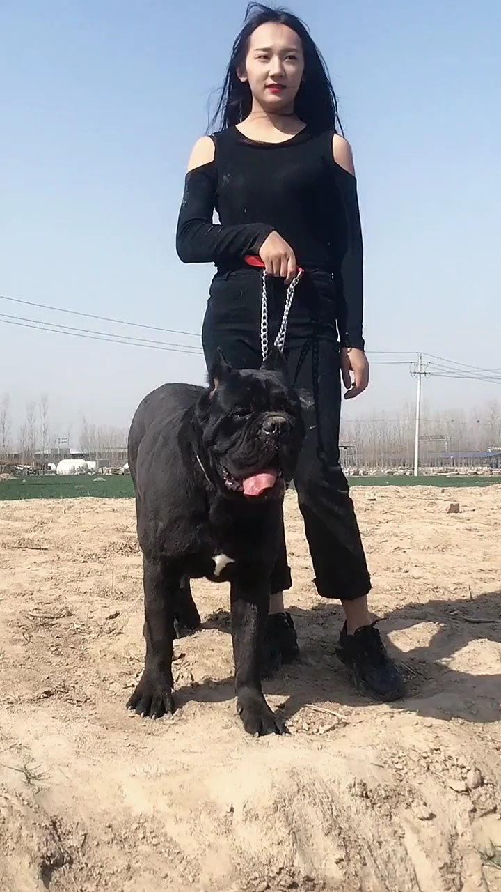 卡斯罗护卫犬#带着它出去特别有范,面子十足