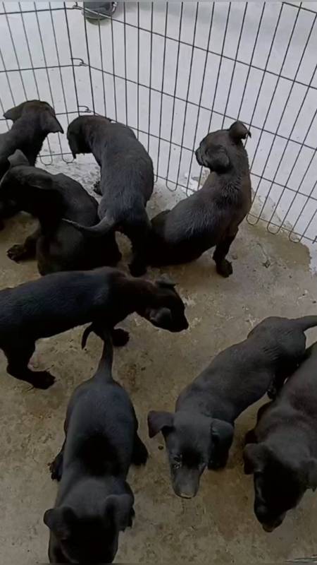 农村养犬马犬德牧黑狼喜欢养犬朋友来养只小狼吧!