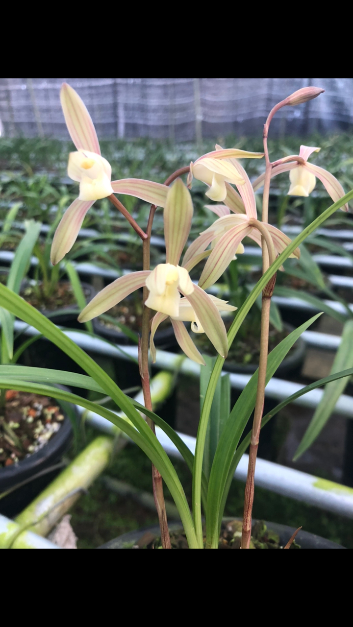 兰花鉴赏春雨彩虹雨后林城跨彩虹扶摇直上天九重春雷唤醒闽中地幸福