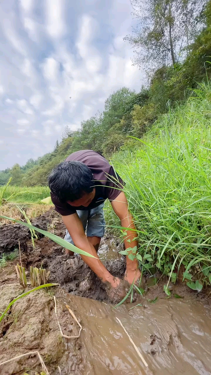 捉泥鳅#童年回忆,挖泥鳅,秋收的喜悦