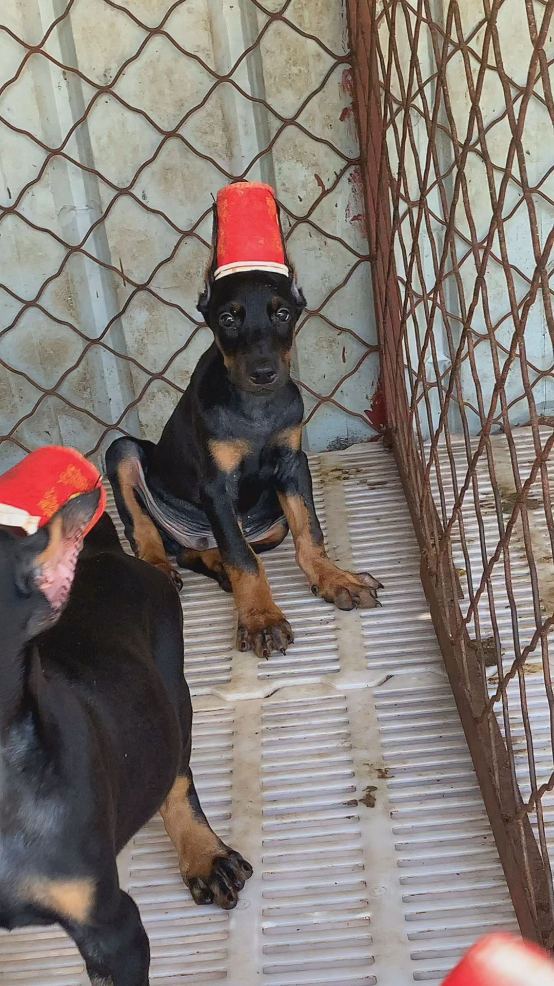 德系杜宾犬调皮捣蛋的小杜宾犬一定要养条杜宾小狗