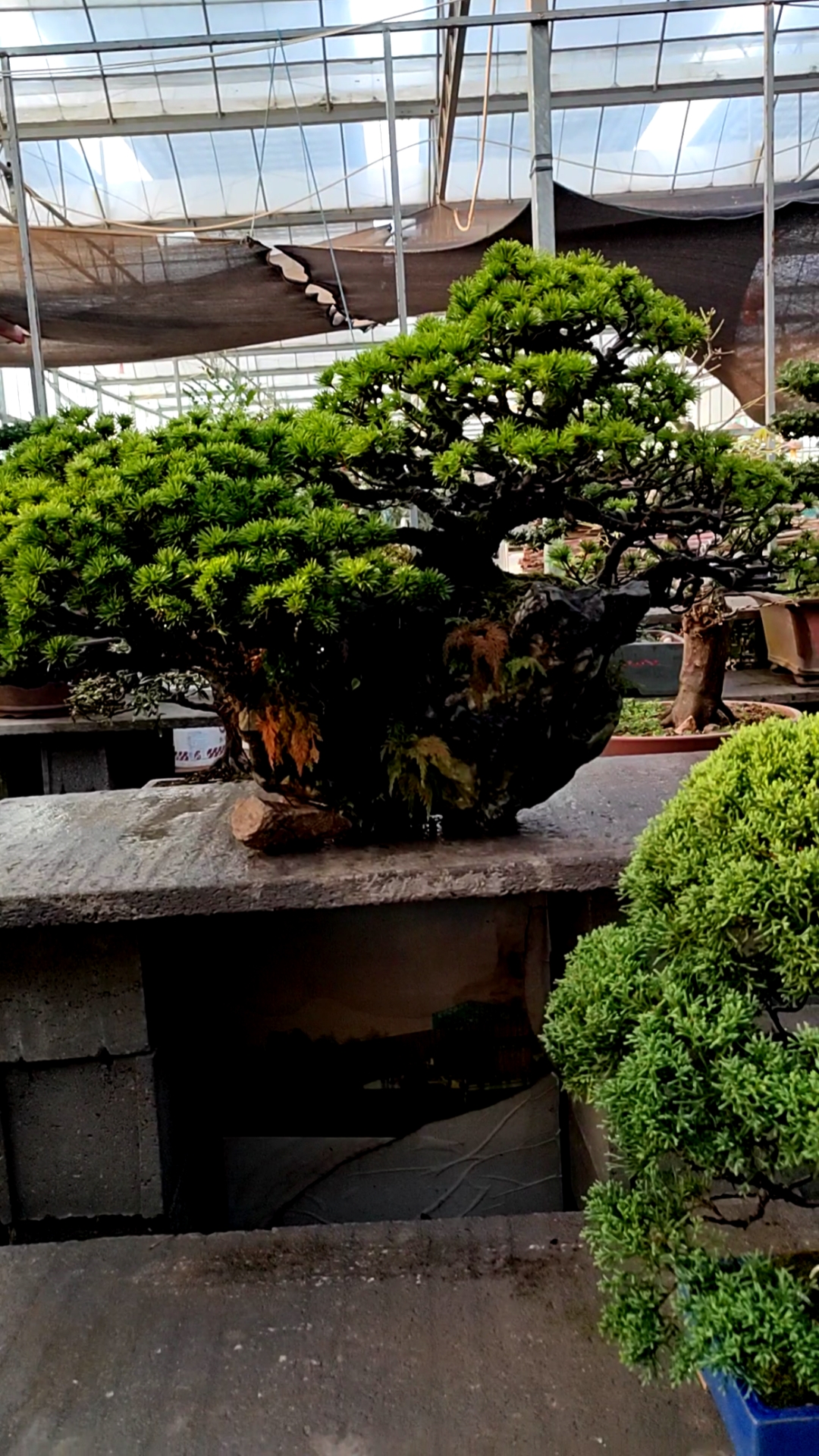 顶级五针松品种:瑞祥.