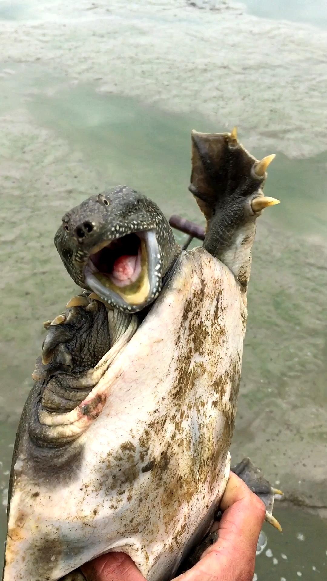 良弟抓甲鱼又抓到一只又大又凶的甲鱼不知道是不是野生的