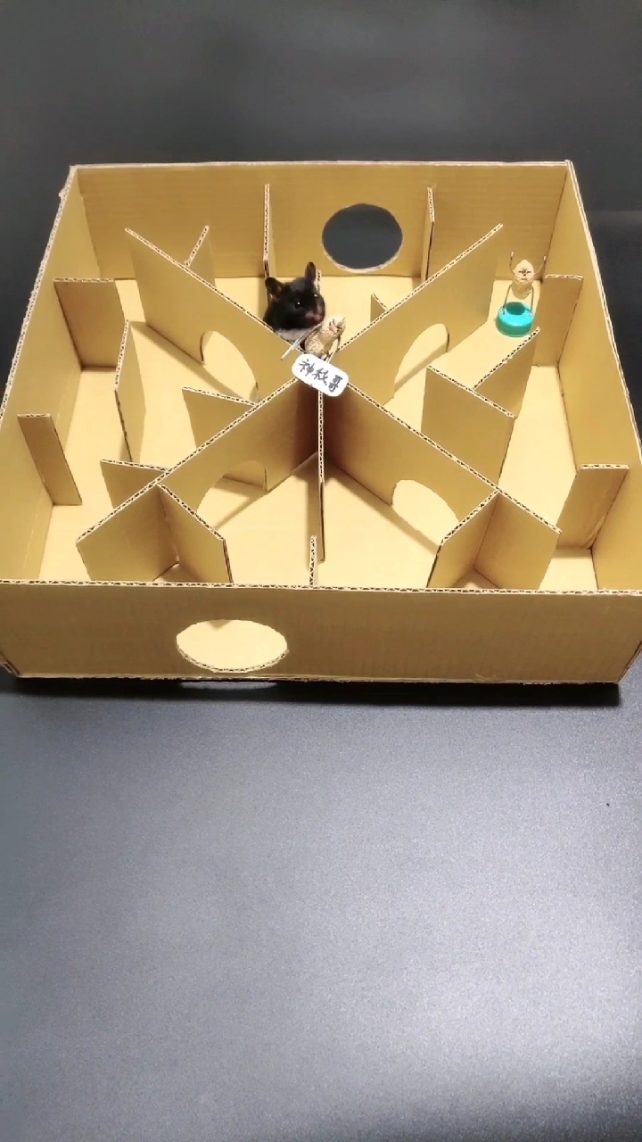 手工制作#仓鼠闯迷宫