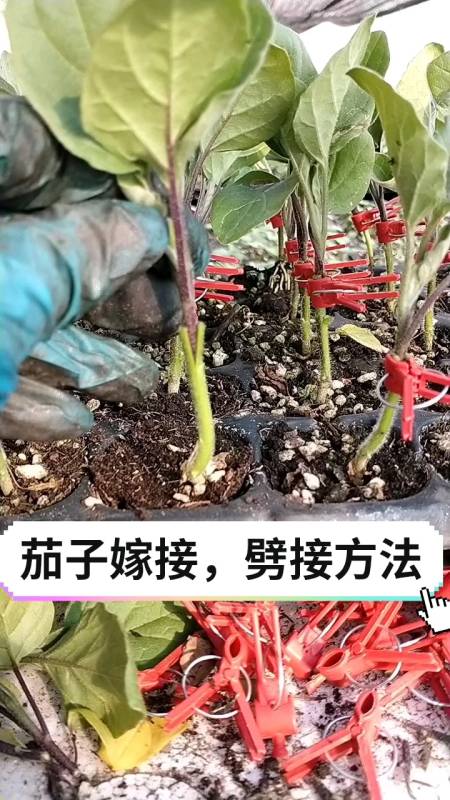 茄子嫁接,抗重茬不死秧,高产抗病,劈接方法,双面削刀提高质量和速度-
