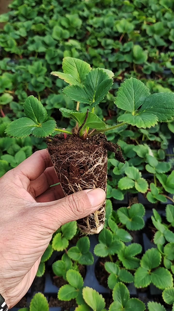 草莓苗#脱毒草莓苗种苗根系发达成活率有保障