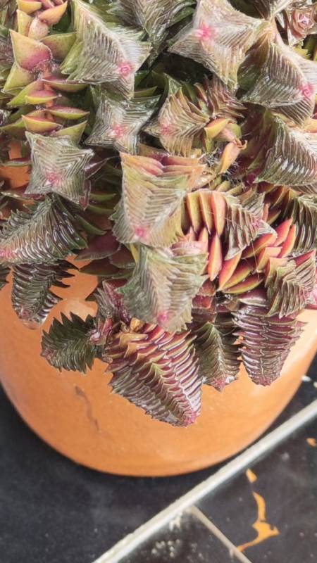 今天给爆盆的茜之塔洗了个澡,干净多了