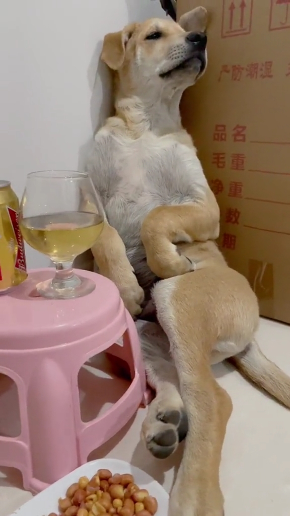 搞笑宠物那点事#众人皆醒,我独醉