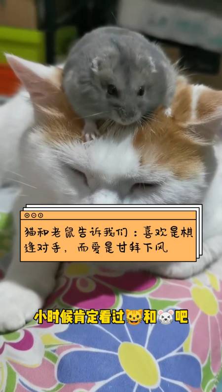 猫和老鼠告诉我们:喜欢是棋逢对手,而爱是甘拜下风-度小视