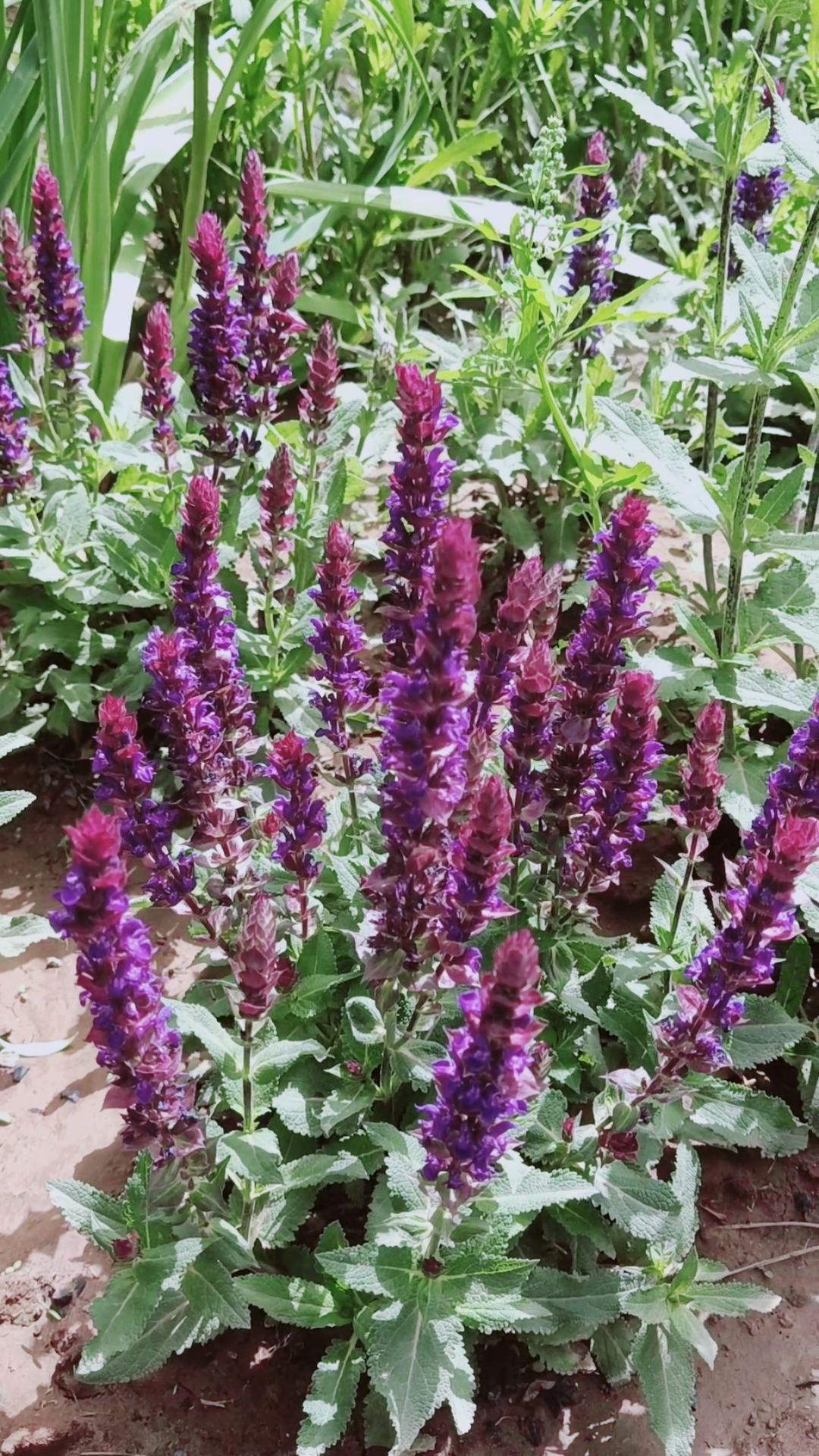 五一出游记#紫色串串花美丽无比!