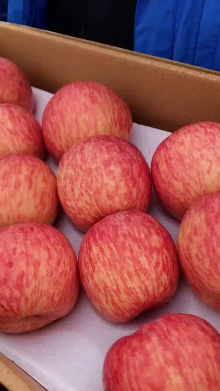 沂源红苹果成熟了,条纹富士苹果苗-度小视