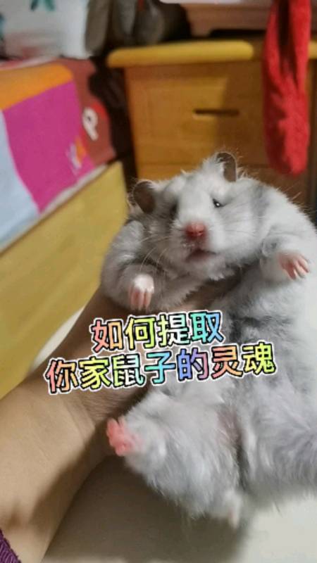 仓鼠#跟园长来学习提取鼠子灵魂9393-度小视