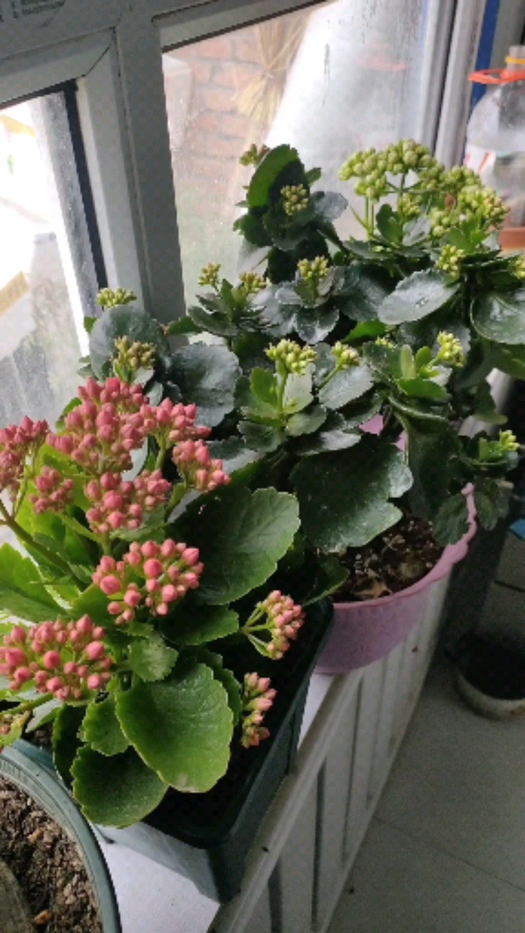 长寿花不开花这样做很快就开花