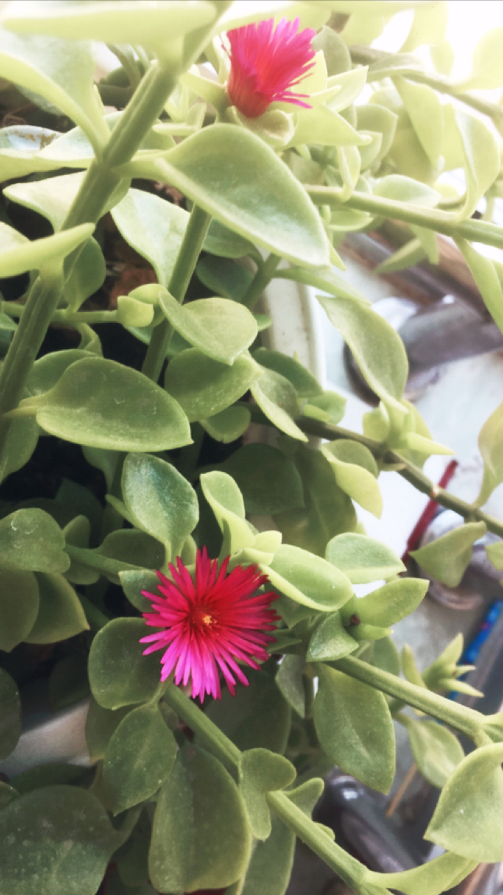 牡丹吊兰开花的时间要好久才开几朵,熬的人心焦