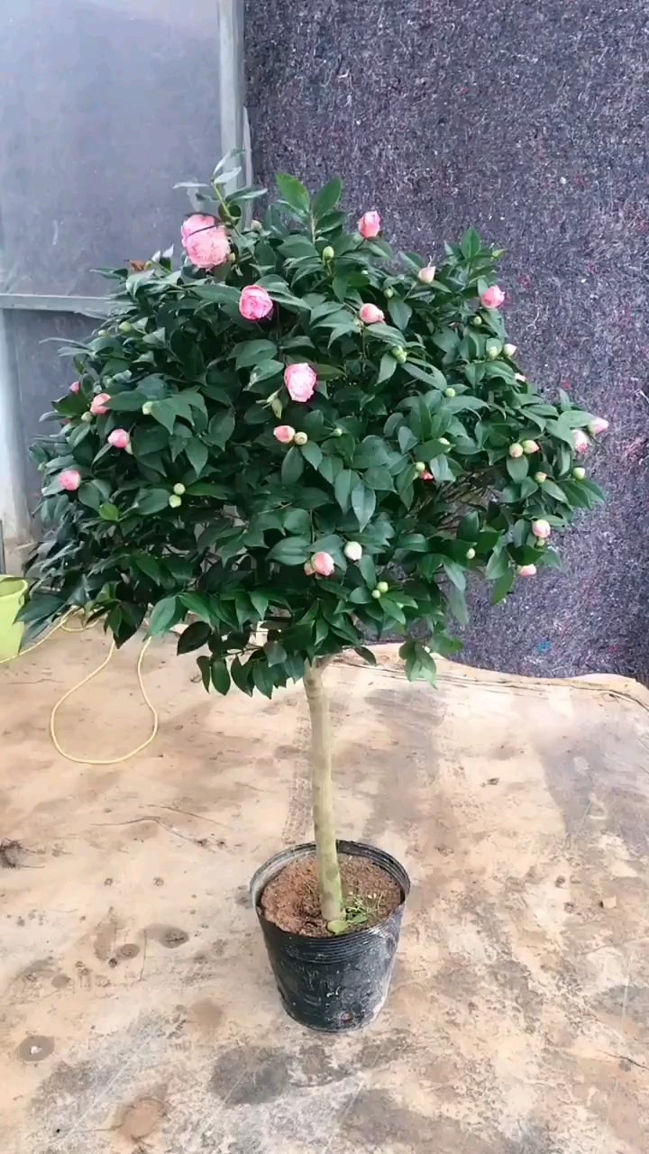 香妃茶花茶花中开花带香味的一款