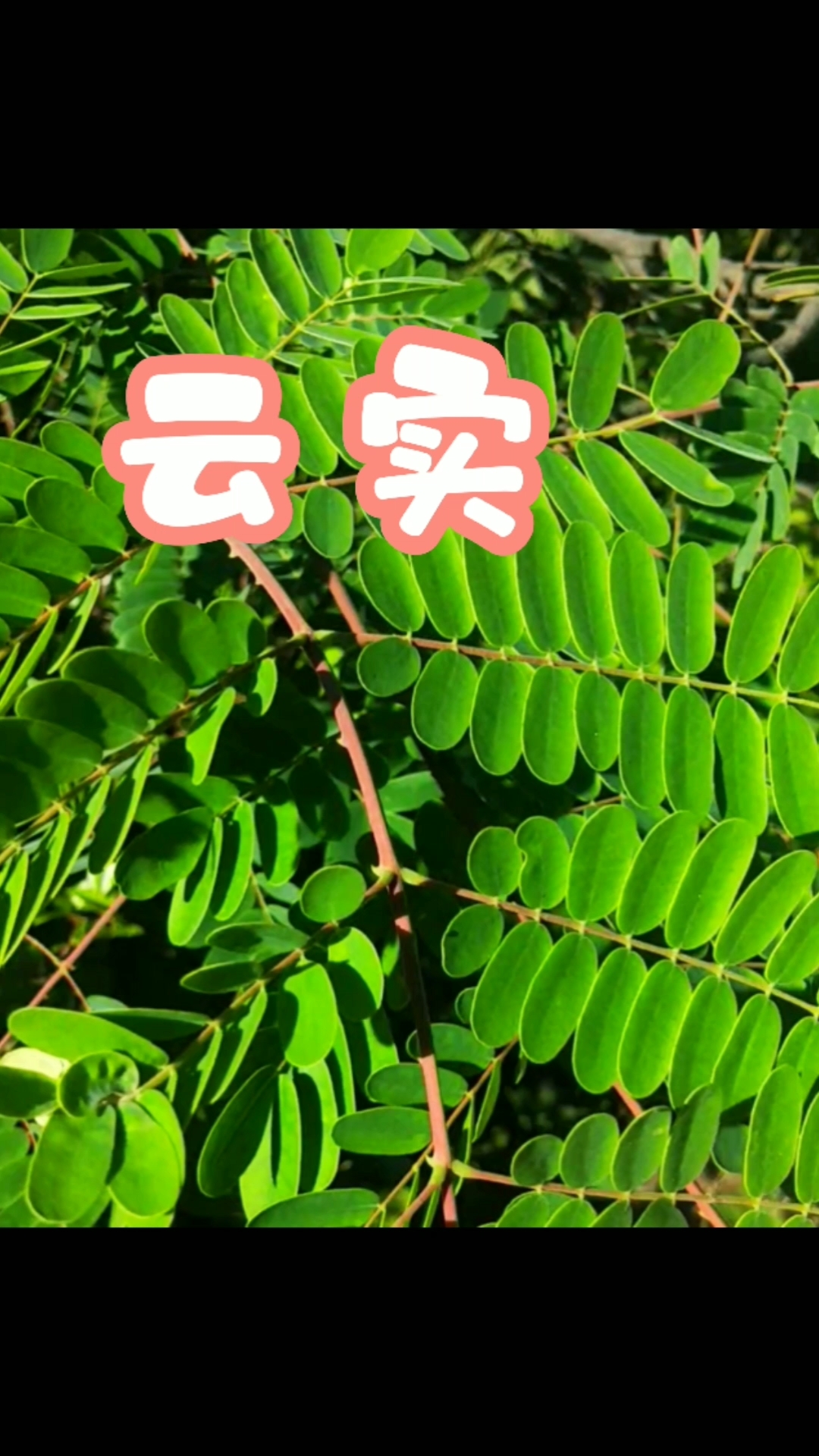 认识植物药材#这1种植物藤枝上密生倒钩刺,叫云实,你见过吗?-度小视