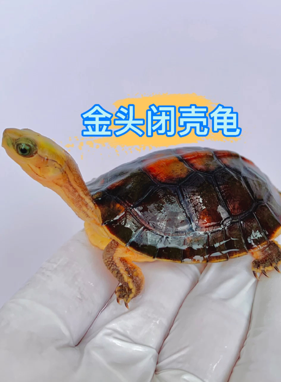 我家萌宠成精了金头闭壳龟百龟之君