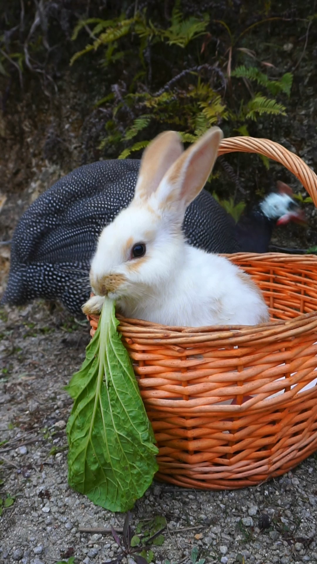 小兔子捉急吃青菜的样子呆萌呆萌的
