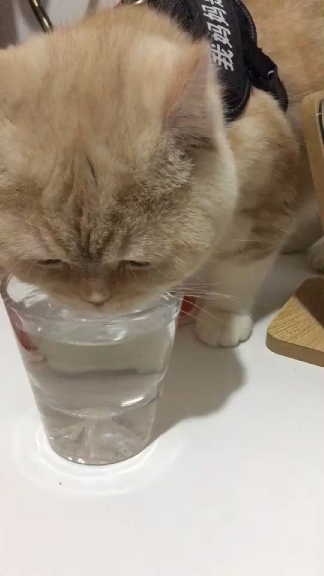 猫喝水#不说了我要去它的杯子里喝水了,天蝎座报复心使我不能忍