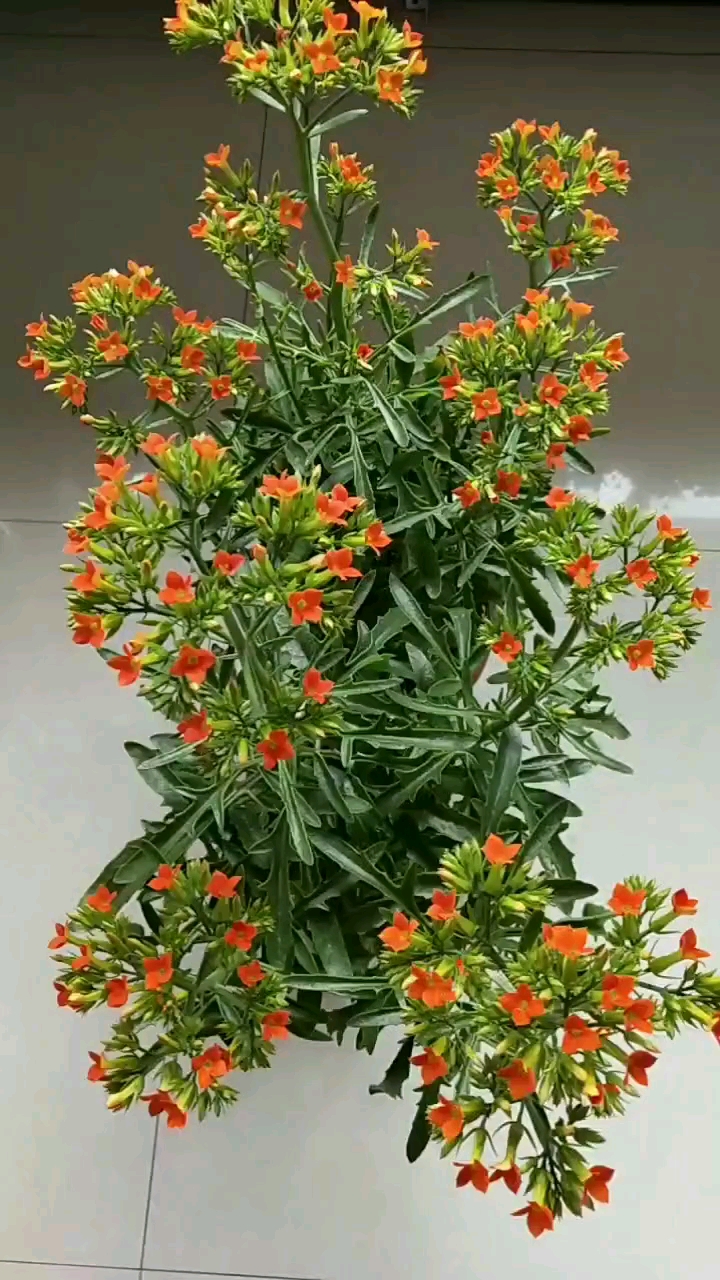 凤尾长寿花好看吧!