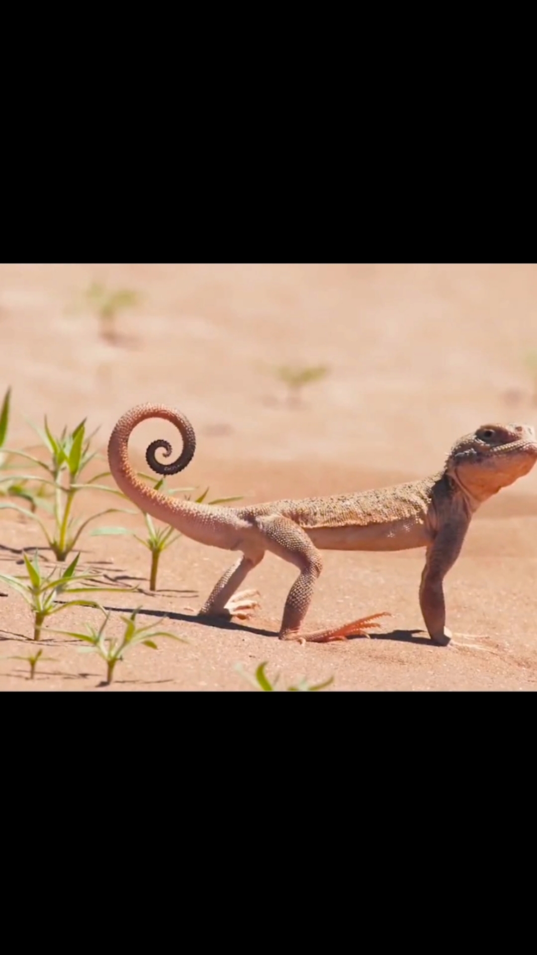 动物世界赔了夫人又折房的大耳沙蜥尾巴太可爱了吧