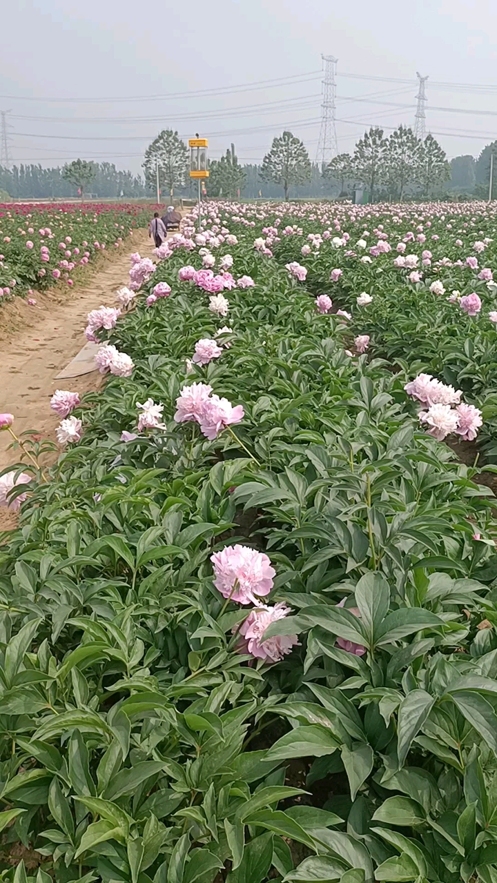 一个地地到到的农村花农#进口切花芍药品种《蓝富士》